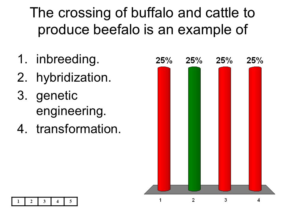 The crossing of buffalo and cattle to produce beefalo is an example of