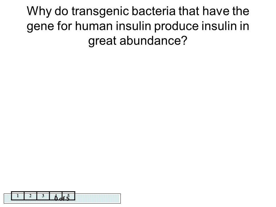 Why do transgenic bacteria that have the gene for human insulin produce insulin in great abundance