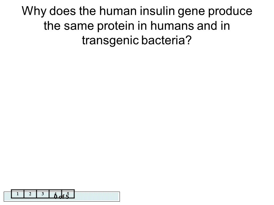 Why does the human insulin gene produce the same protein in humans and in transgenic bacteria