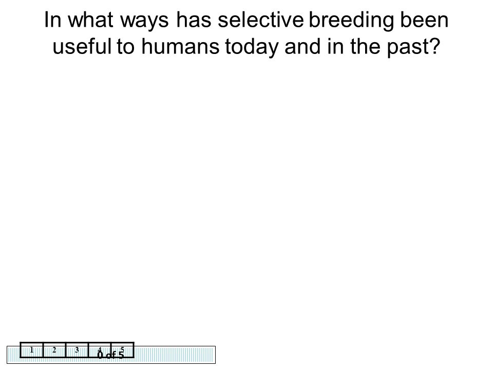 In what ways has selective breeding been useful to humans today and in the past