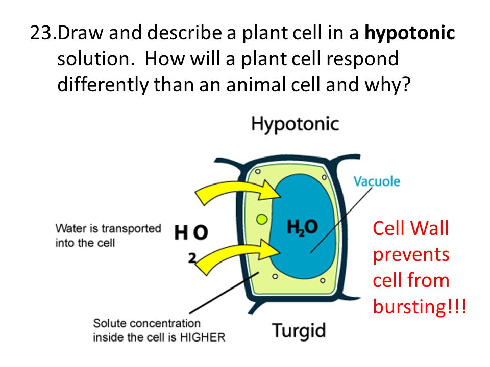 Osmosis Review The cell membrane separates the internal cell solution from  the exterior cell solution. Solution Solution. - ppt video online download