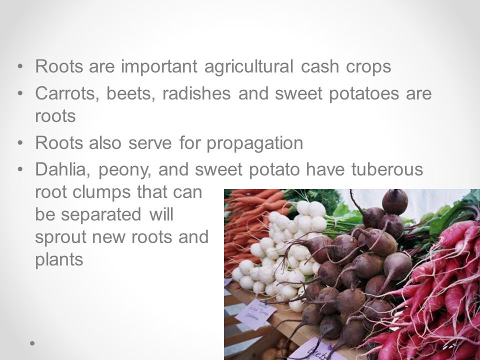 Roots are important agricultural cash crops