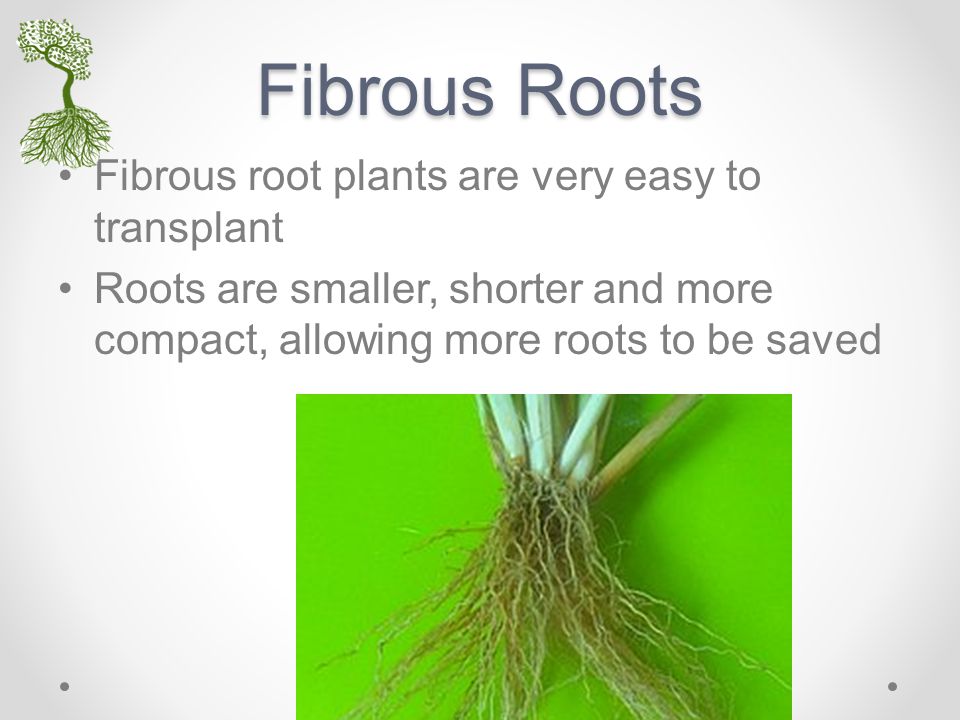 Fibrous Roots Fibrous root plants are very easy to transplant