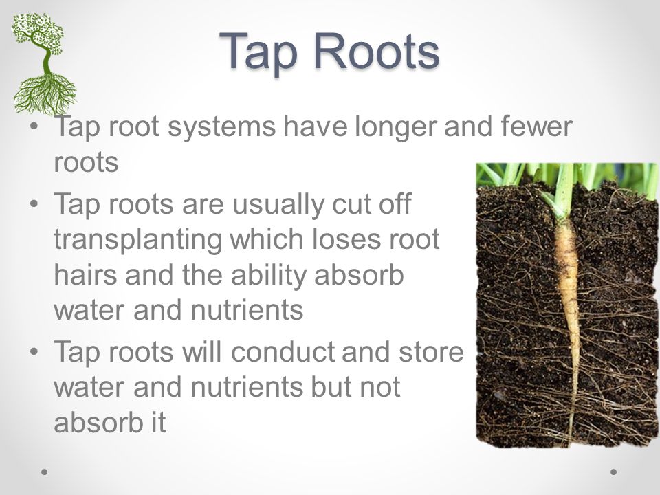 Tap Roots Tap root systems have longer and fewer roots