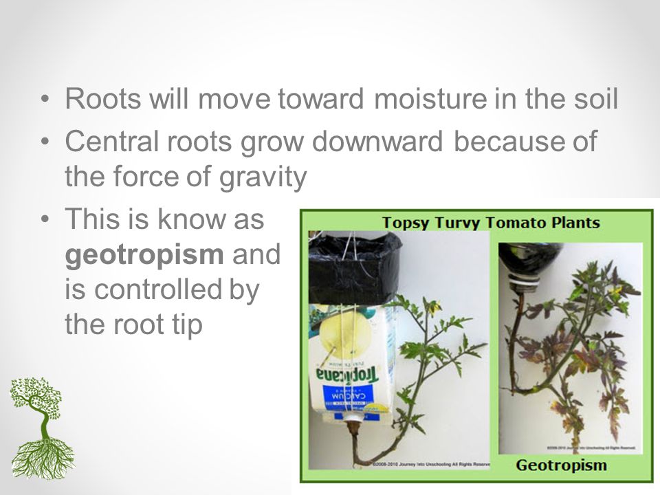 Roots will move toward moisture in the soil