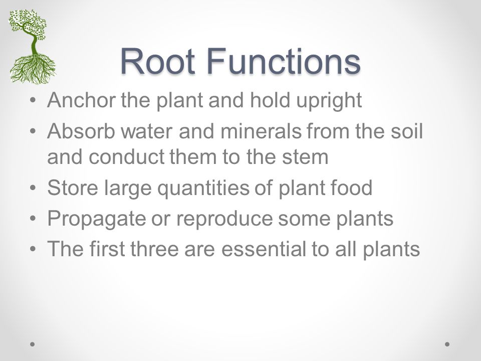 Root Functions Anchor the plant and hold upright