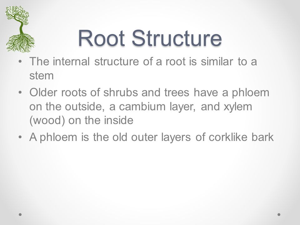 Root Structure The internal structure of a root is similar to a stem