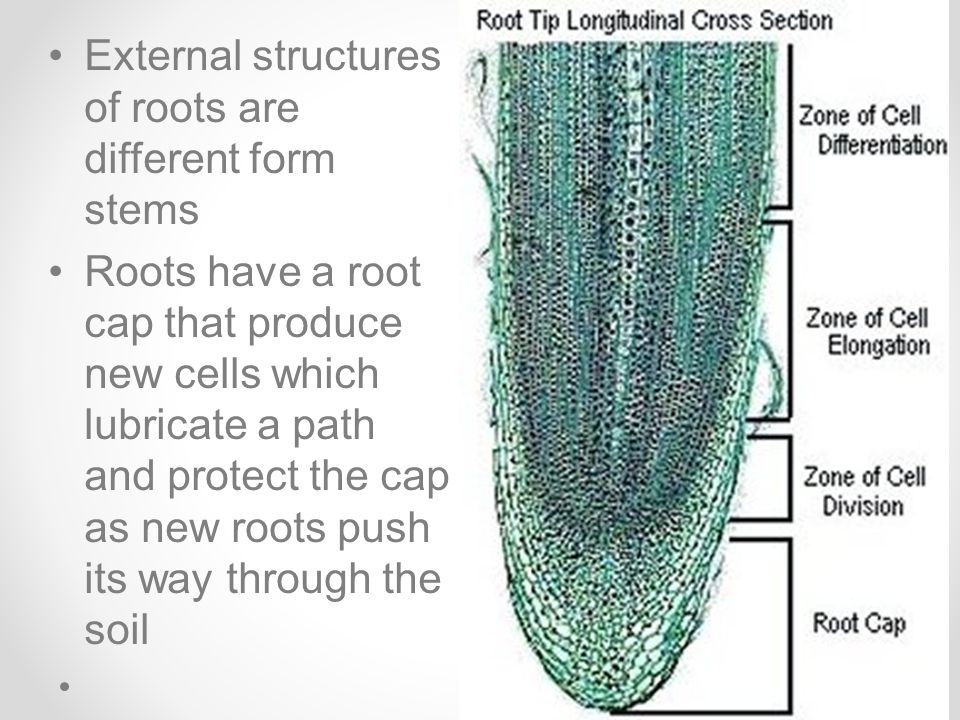 External structures of roots are different form stems