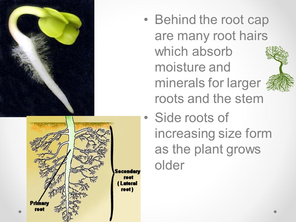 Behind the root cap are many root hairs which absorb moisture and minerals for larger roots and the stem