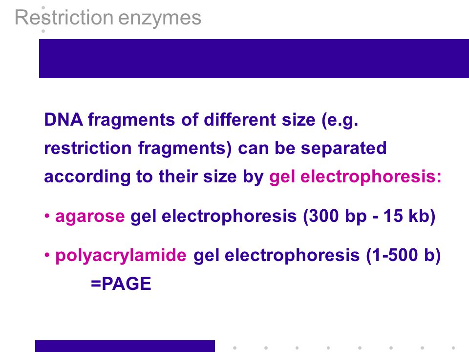 Restriction enzymes DNA fragments of different size (e.g. restriction fragments) can be separated according to their size by gel electrophoresis: