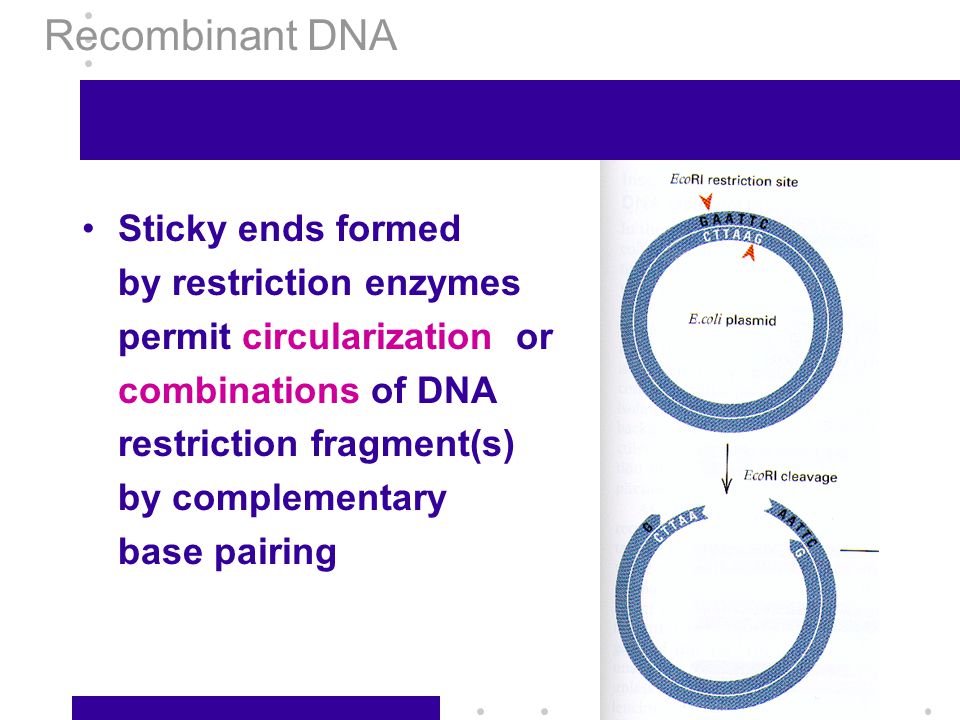 Recombinant DNA Sticky ends formed by restriction enzymes