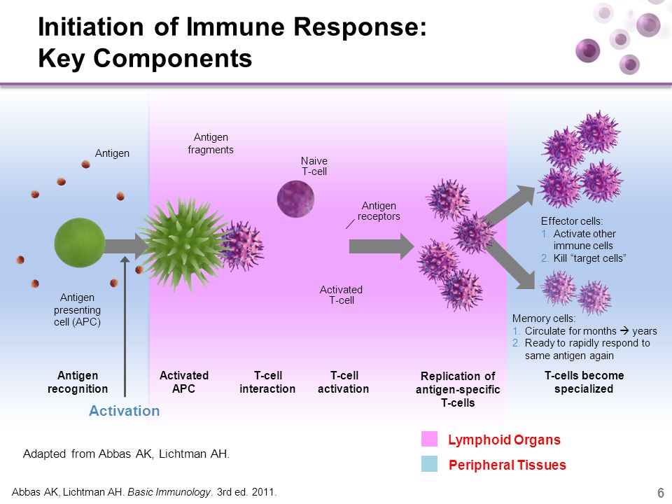 basic immunology abbas ed.4