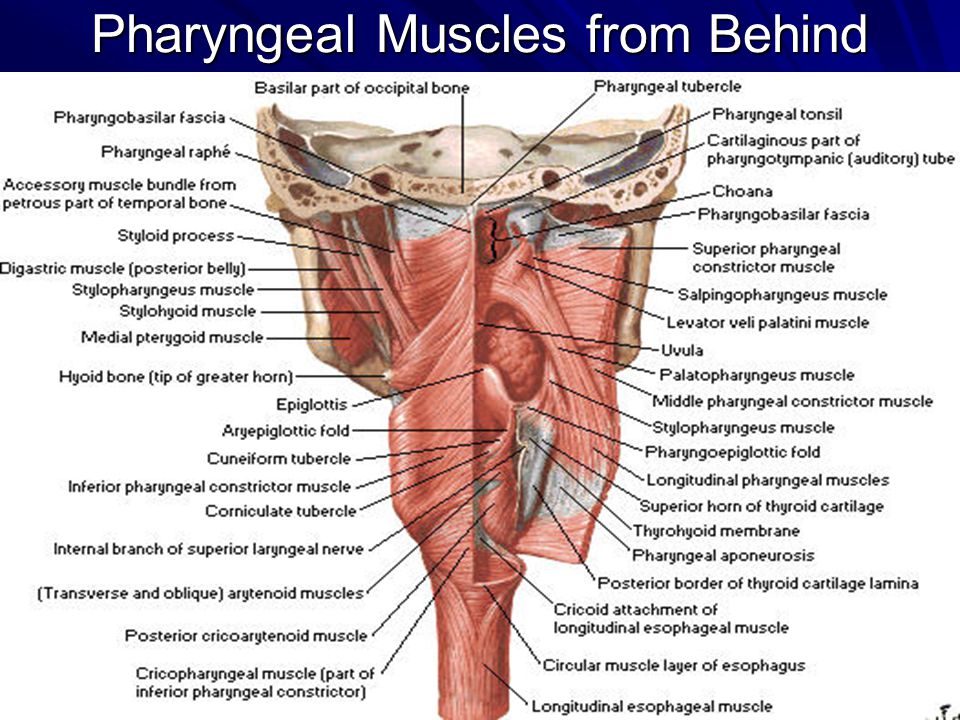 Порок латынь. Глотка анатомия мышцы. Продольные мышцы глотки.