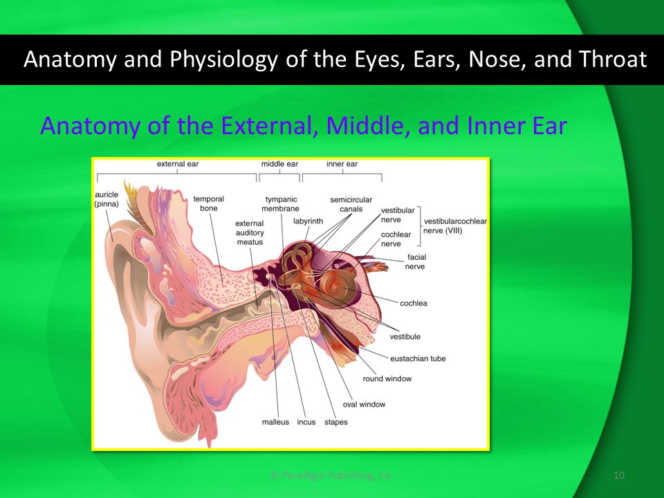 Drugs For Eyes Ears Nose And Throat Ppt Download