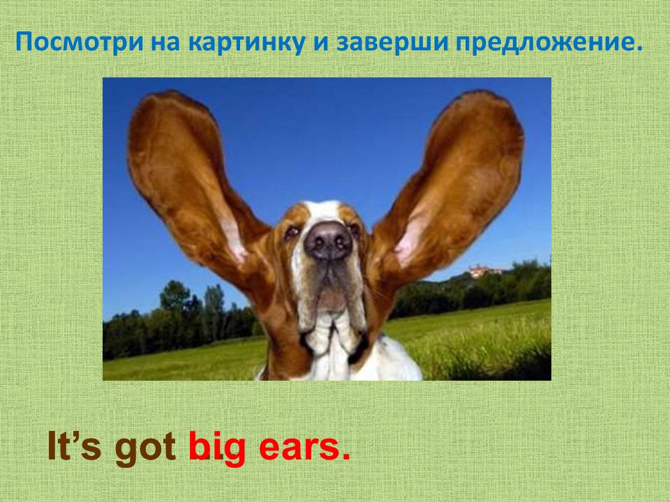 It s got big ears