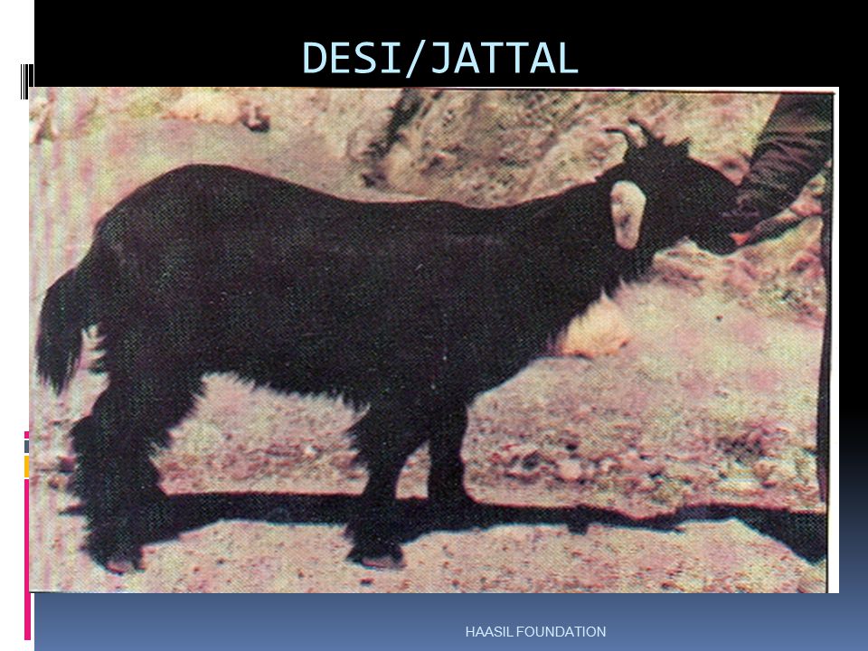 DESI/JATTAL HAASIL FOUNDATION
