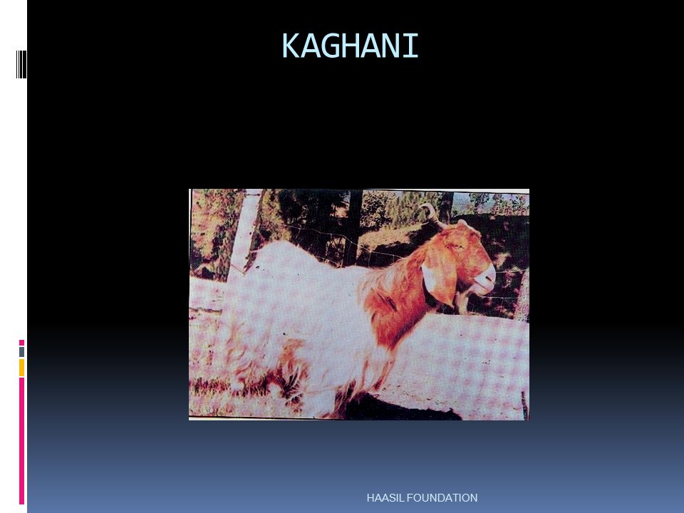 KAGHANI HAASIL FOUNDATION