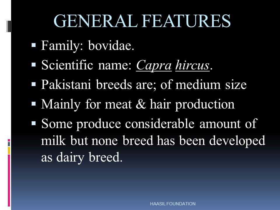 GENERAL FEATURES Family: bovidae. Scientific name: Capra hircus.