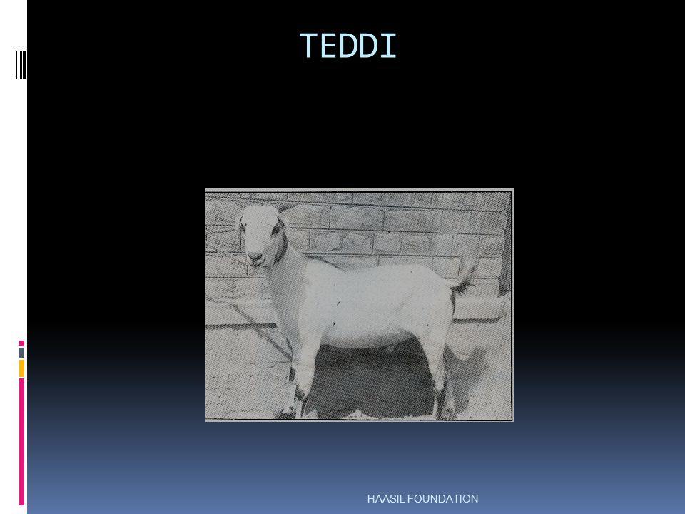 Goat teddi the 