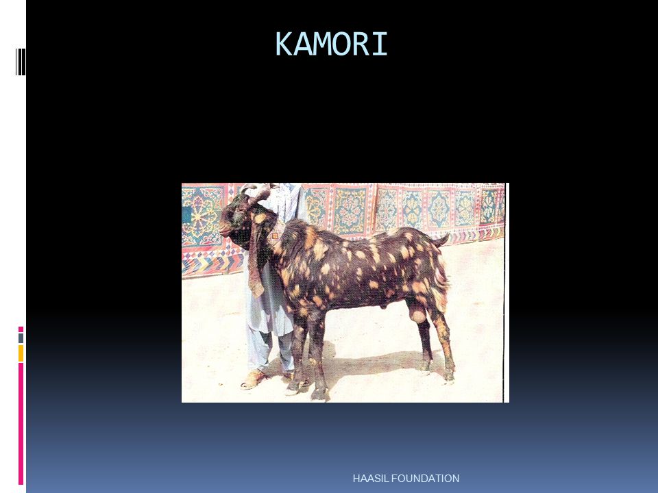 KAMORI HAASIL FOUNDATION