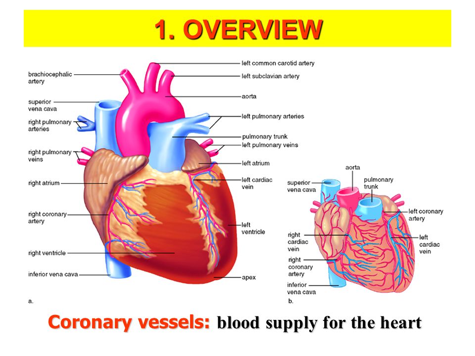 1. OVERVIEW Coronary vessels: blood supply for the heart