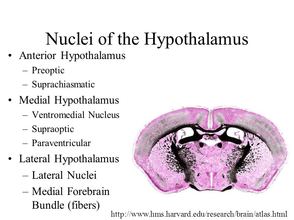 Hypothalamic Nuclei Functions