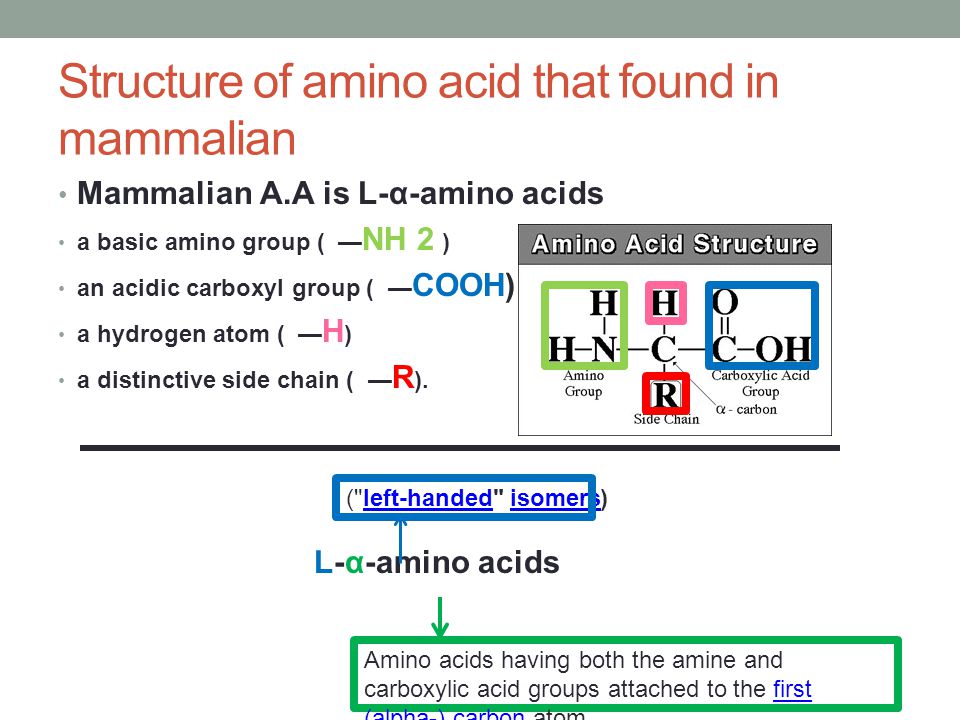 Structure of amino acid that found in mammalian