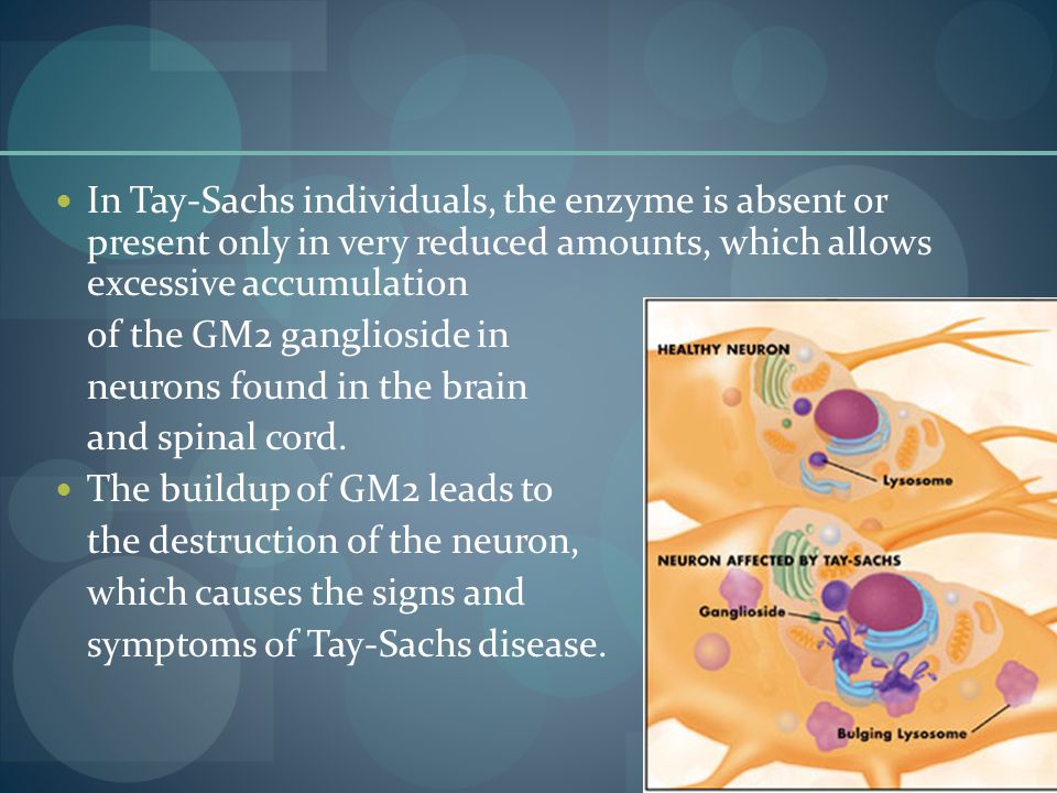 In Tay-Sachs individuals, the enzyme is absent or present only in very reduced amounts, which allows excessive accumulation
