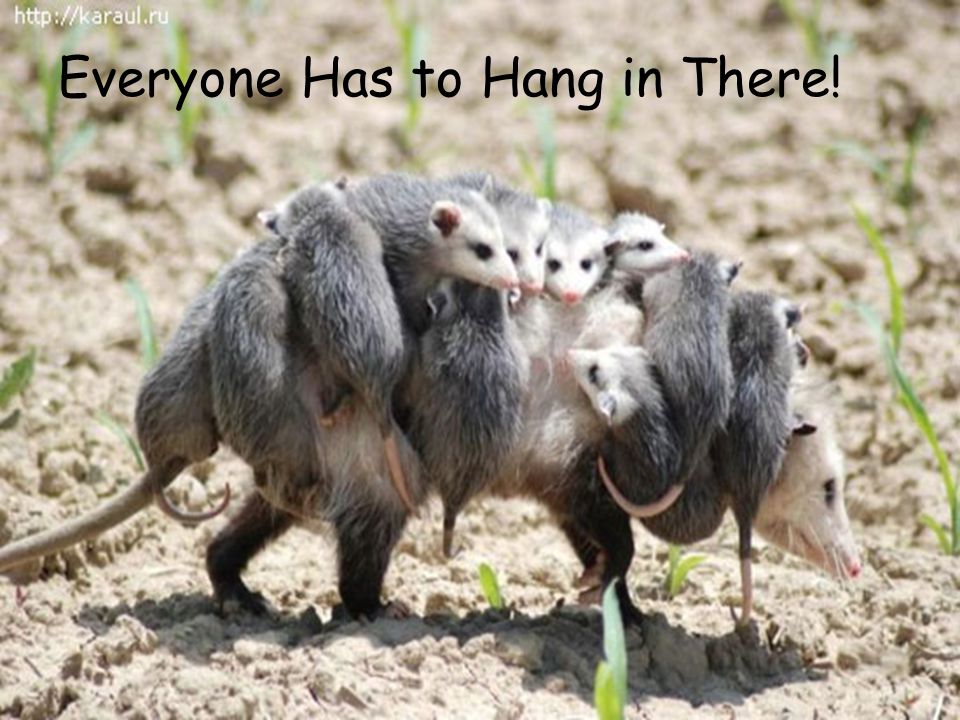 Everyone Has to Hang in There!