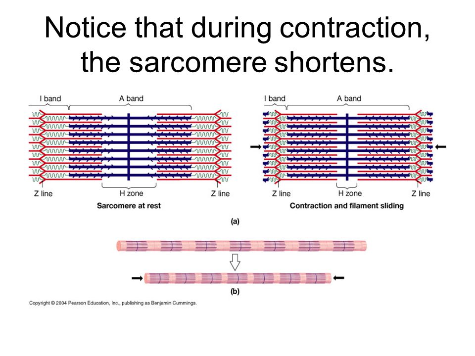 Notice that during contraction, the sarcomere shortens. 