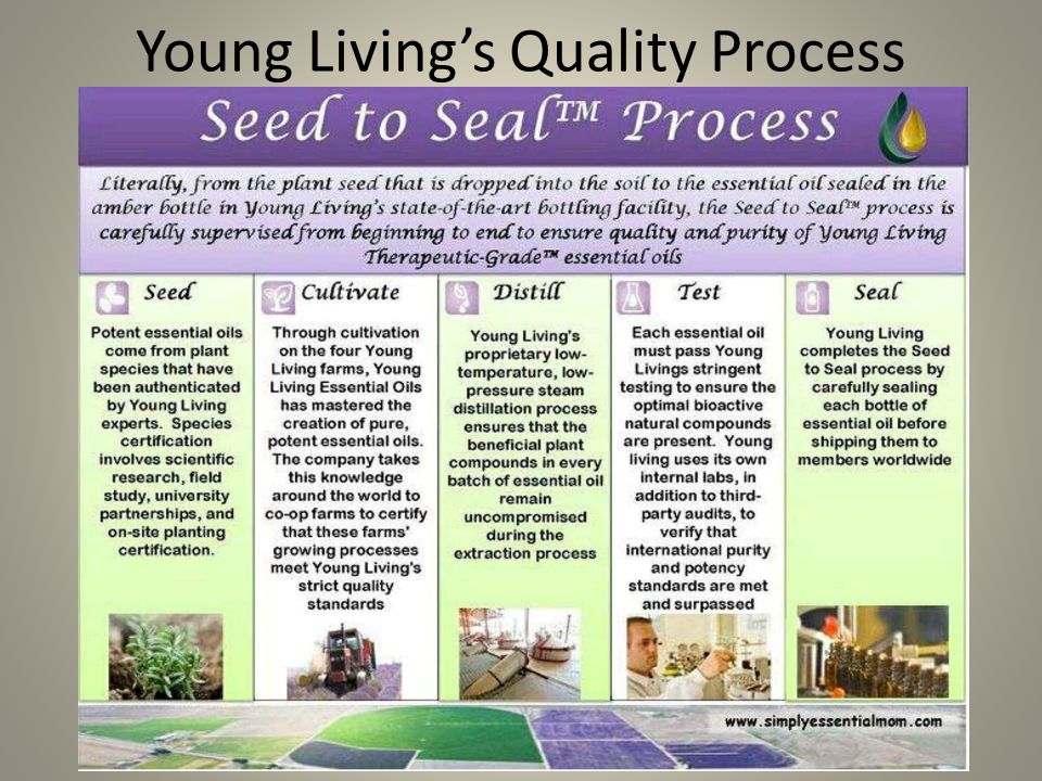 Seed to Seal. Seed to Seal young Living. Used to Live used to Living used Living. Sea of Seeds. Only essential