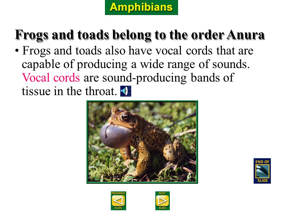 Fishes and Amphibians Chapter ppt download