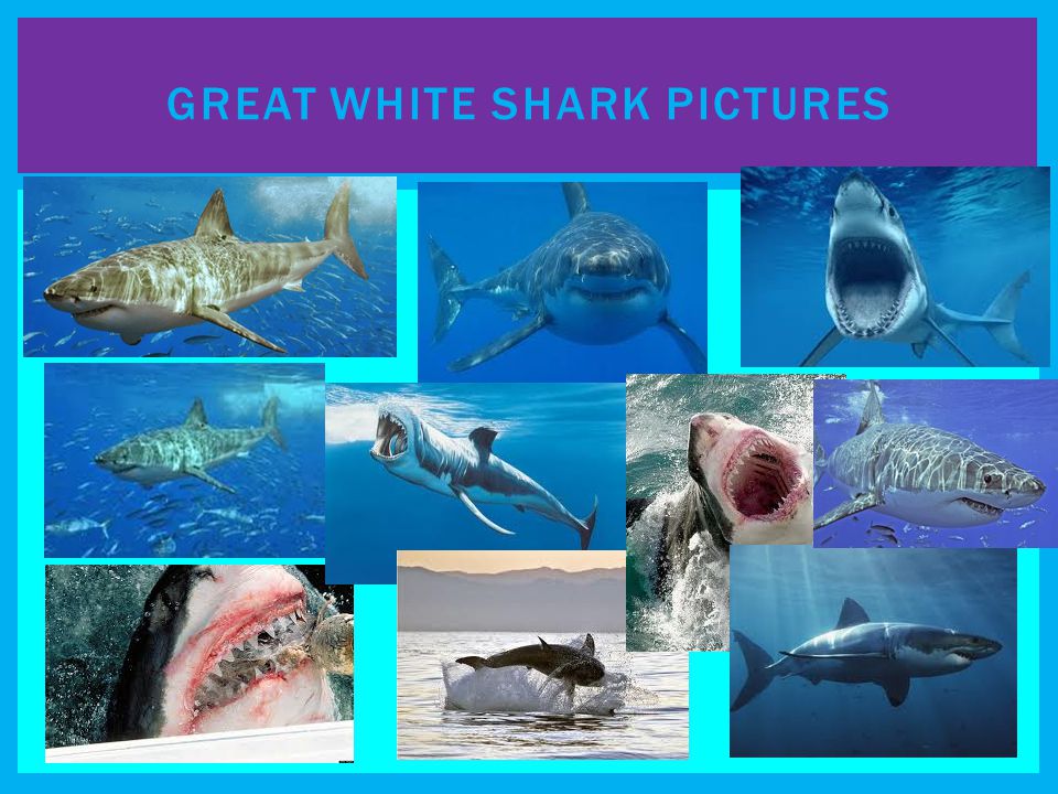 Great White Sharks By: ArianaAdam. - ppt video online download