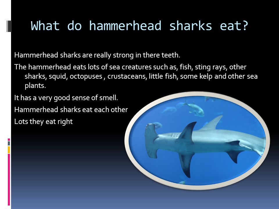 By Ryan Greene Hammerhead shark. - ppt download