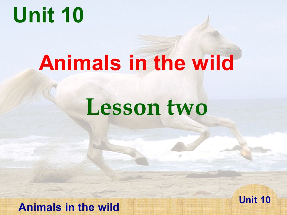 Unit 10 Animals in the wild Lesson one. - ppt video online download