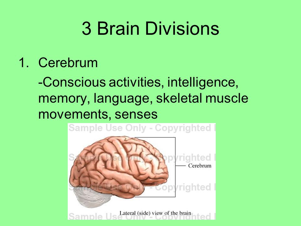 3 Brain Divisions Cerebrum