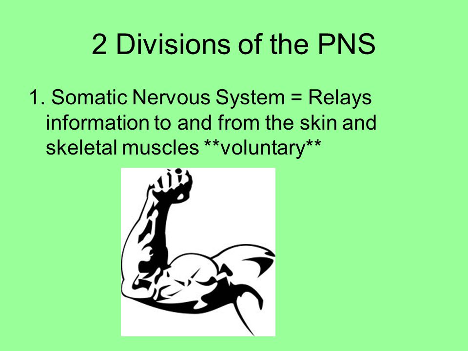 2 Divisions of the PNS 1.