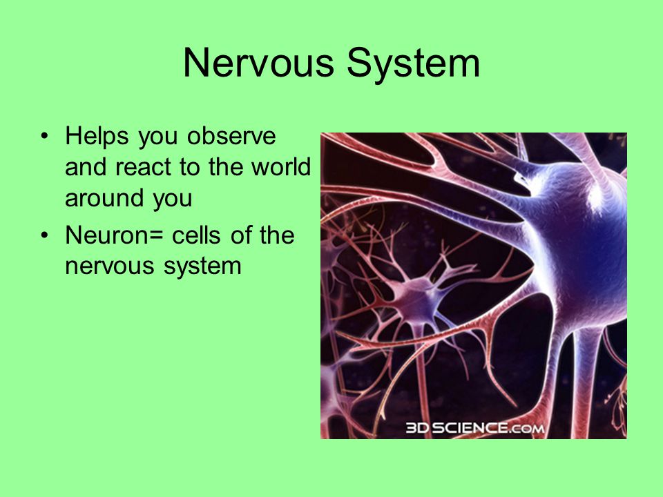 Nervous System Helps you observe and react to the world around you