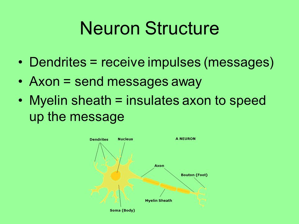 Neuron Structure Dendrites = receive impulses (messages)