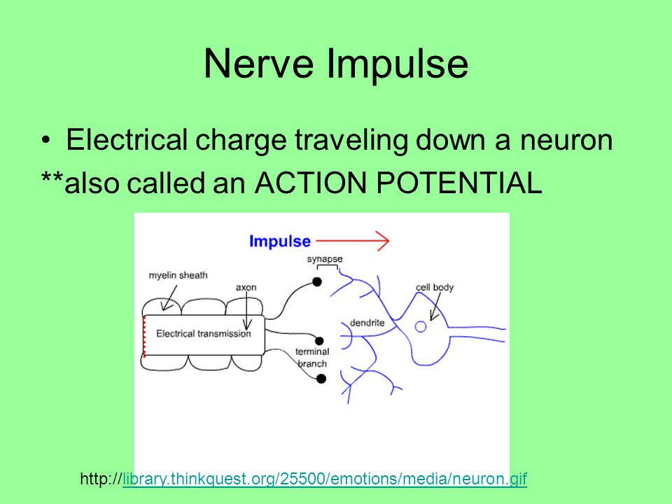 Nerve Impulse Electrical charge traveling down a neuron
