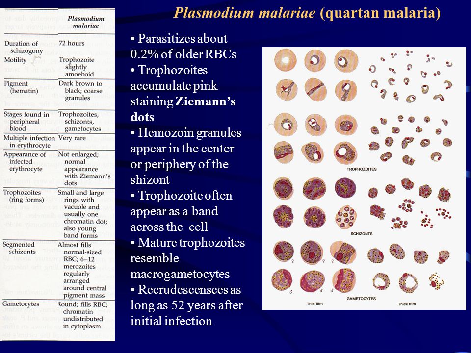 Изменение свойств эритроцитов при тропической малярии. Плазмодиум малярия Plasmodium malariae. Plasmodium Vivax на стадии кольца. Plasmodium falciparum шизонт.