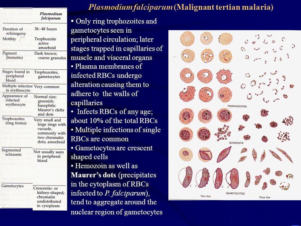 Кровь на малярию. Малярийный плазмодий falciparum. Малярийный плазмодий Plasmodium falciparum;. Plasmodium falciparum гаметоцит. Плазмодий Vivax.