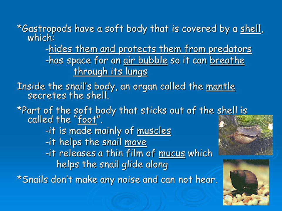 *Gastropods have a soft body that is covered by a shell, which: