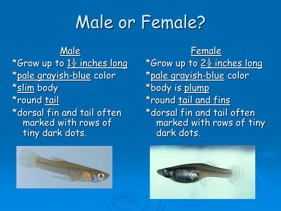 Male or Female Male *Grow up to 1½ inches long