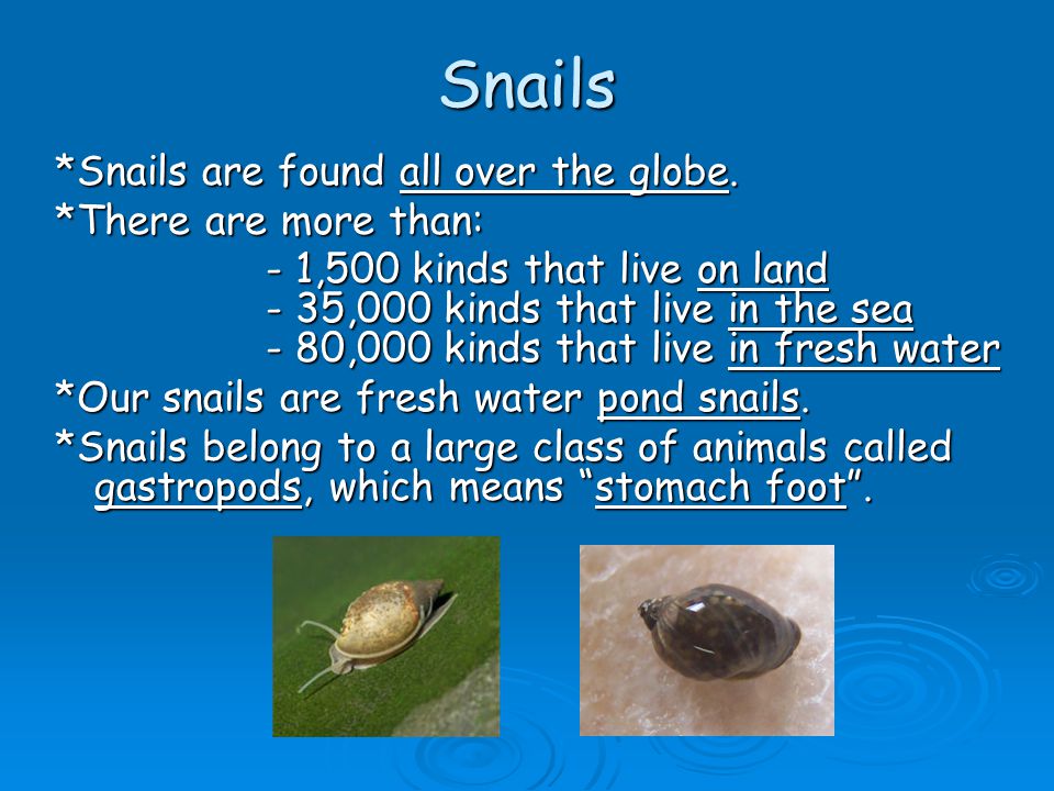 Snails *Snails are found all over the globe. *There are more than: