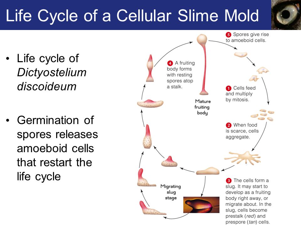 slime mold life cycle animation