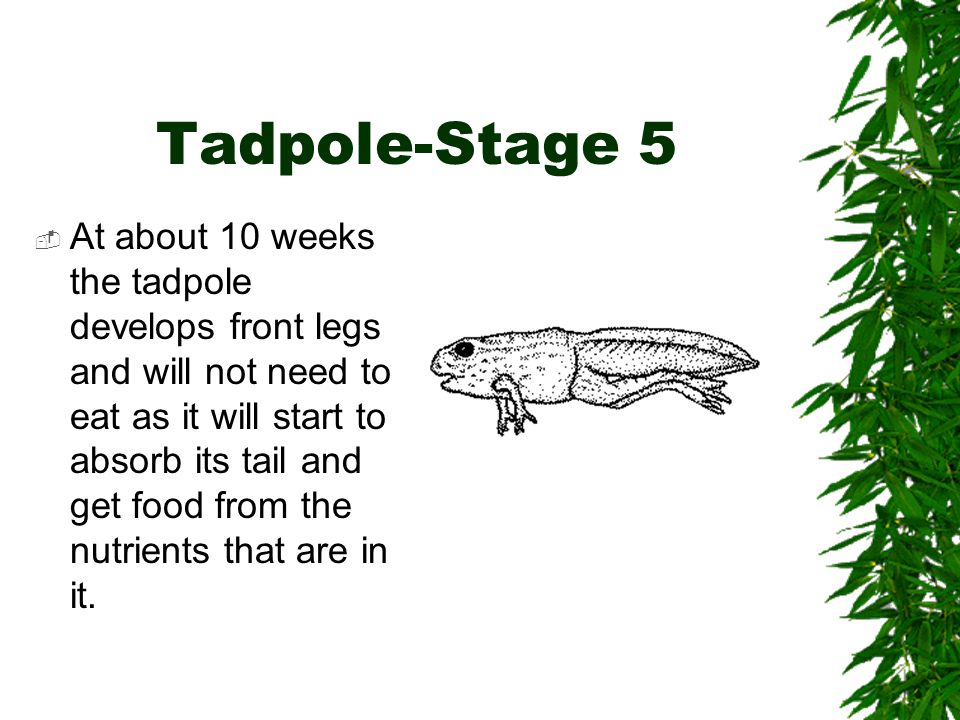 Life Cycle of the Frog By: Sherri Howard. - ppt video online download
