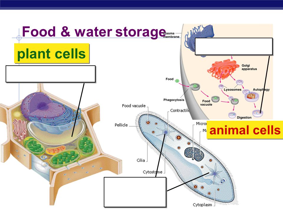 Cells Cell Organelles Ppt Video Online Download