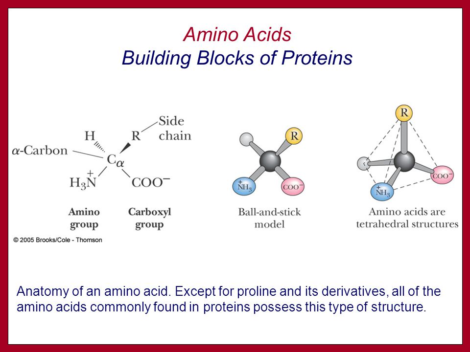 The building blocks for proteins - ppt video online download