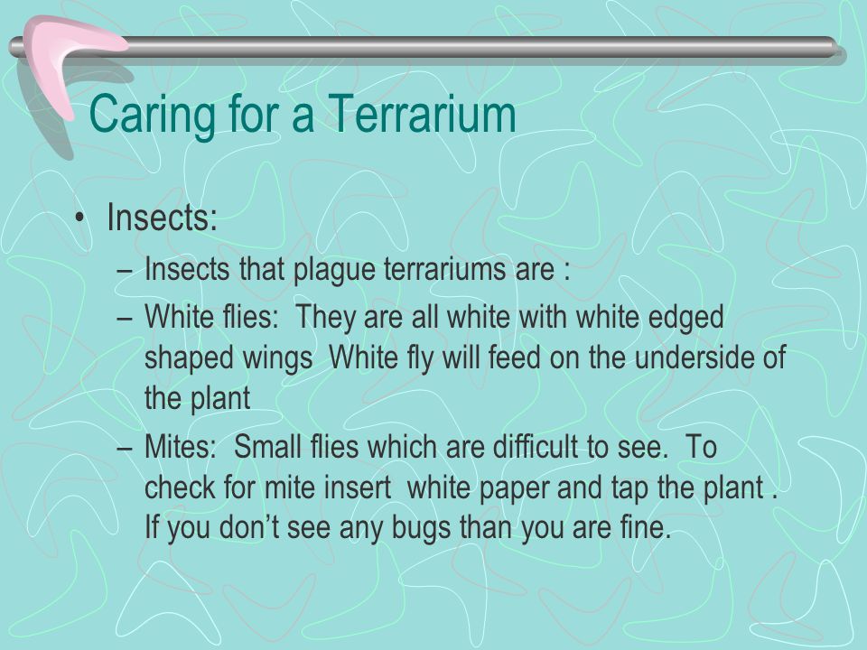 Caring for a Terrarium Insects: Insects that plague terrariums are :